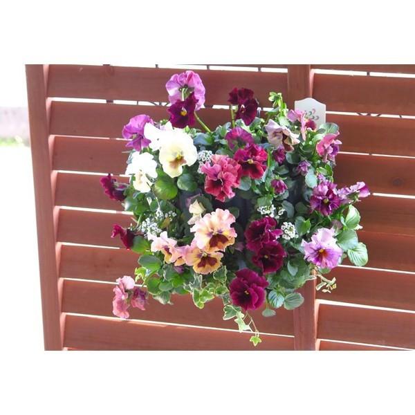 flower 送料無料 フリルパンジーのSALEハンギング寄せ植え