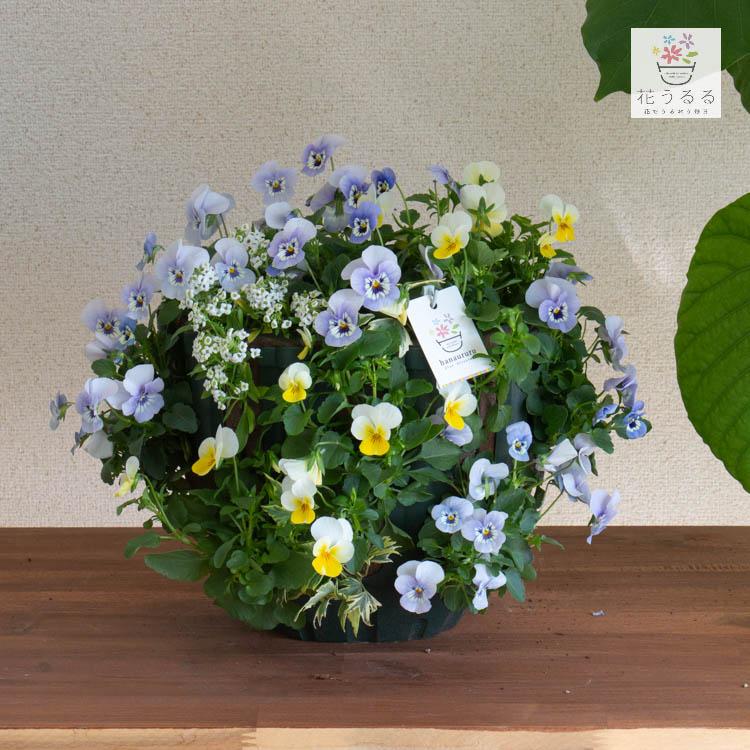 売り尽くし／ビオラのハンギングバスケット 花うるる 寄せ植え [レモン