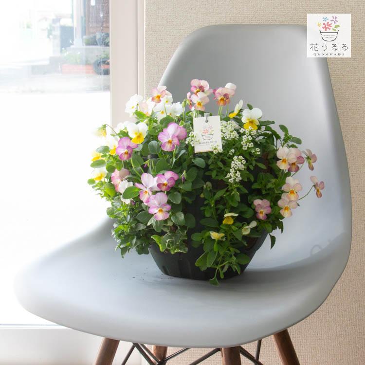 ビオラのハンギングバスケット 花うるる 寄せ植え [ピンクレモン