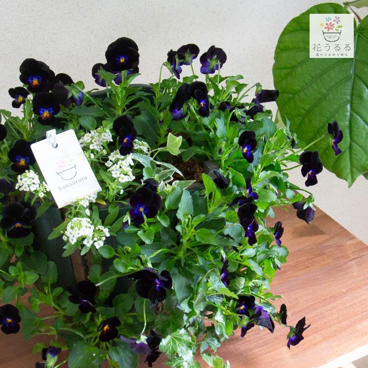 売り尽くし／ビオラのハンギングバスケット 花うるる 寄せ植え