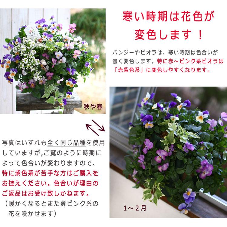 ビオラのハンギングバスケット 花うるる 寄せ植え [ブルーレイン