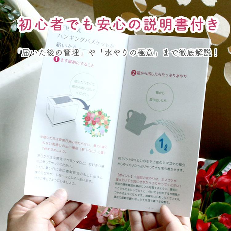 ビオラのハンギングバスケット 花うるる 寄せ植え [ブルーレイン