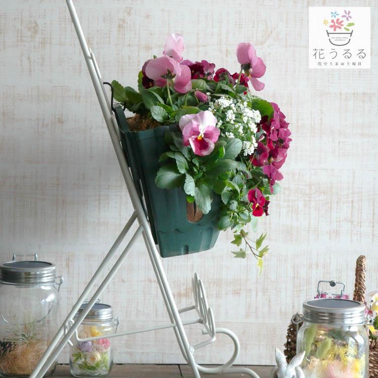 flower [送料無料] ビオラのハンギングバスケット寄せ植え