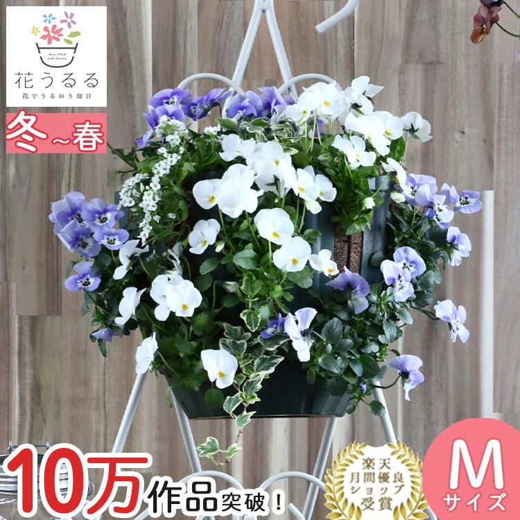 売り尽くし／ビオラのハンギングバスケット 寄せ植え [マリンブルー] M