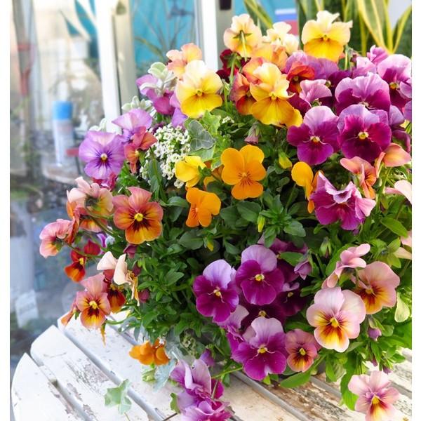 flower 送料無料・限定6個 ビオラのウォールバスケット寄せ植え