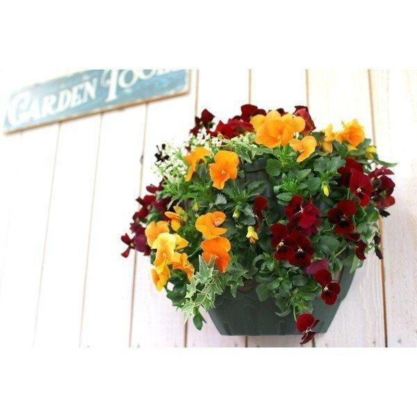 ビオラのハンギングバスケット寄せ植え オレンジベリー シンプル 開花期 今から初夏まで ハンギング 寄せ植え 春 冬 セット ギフト 花 フラワー 寄植え Hb Smpl Oreberry 花うるる ハンギング 寄せ植え通販 通販 Yahoo ショッピング