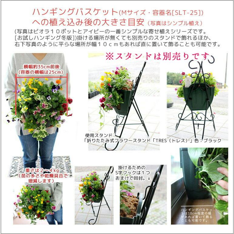 ＼最終売り尽くし／ビオラのハンギングバスケット 寄せ植え [オレンジ] Mサイズ シンプル | 玄関 フラワーギフト 誕生日 プレゼント 女性 母 花 おしゃれ｜hanaururu｜06