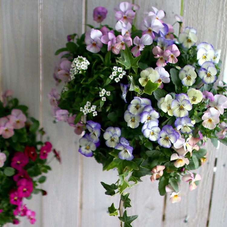 ビオラのハンギングバスケット 花うるる 寄せ植え [パステル