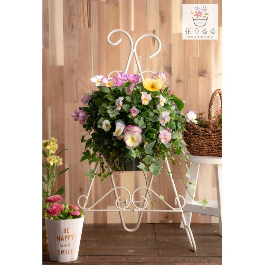 flower [送料無料] ビオラのハンギングバスケット寄せ植え [パステル