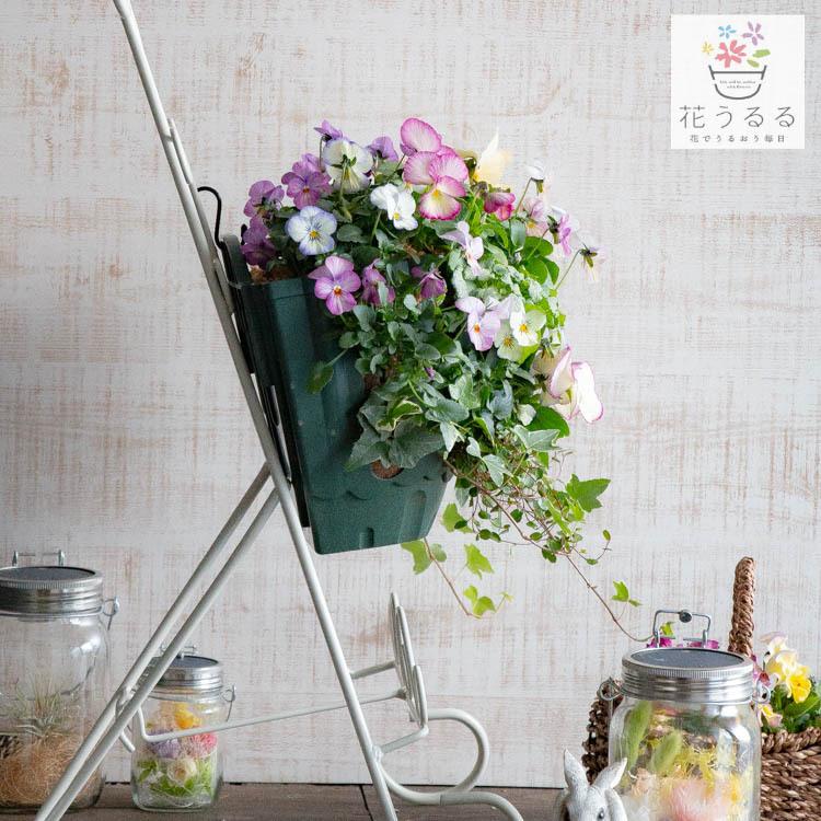 flower [送料無料] ビオラのハンギングバスケット寄せ植え [パステル