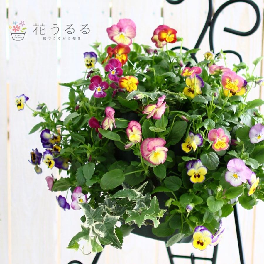 寄せ植え　多色葉ハンギング (スタンド付)　ハンギングバスケット 寄せ植え 多色葉ハンギング (スタンド付) ハンギングバスケット C 寄せ