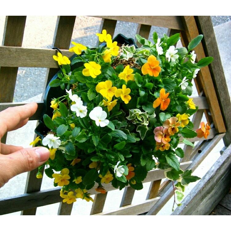 売り尽くし／ビオラのハンギングバスケット 花うるる 寄せ植え [サニー