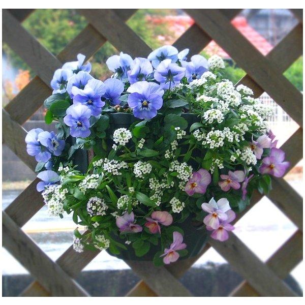 ビオラのハンギングバスケット寄せ植え Galaxy マリーナ ピンク シンプル ハンギング 寄せ植え 秋 冬 セット ギフト 花 フラワー Hb Smple Galaxy Mizupi 花うるる ハンギング 寄せ植え通販 通販 Yahoo ショッピング