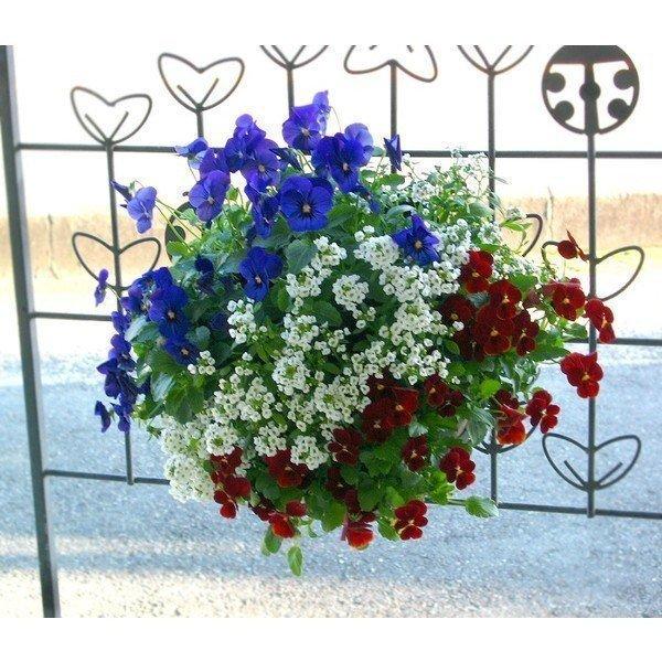 ビオラのハンギングバスケット寄せ植え Galaxy ブルー レッド シンプル ハンギング 寄せ植え