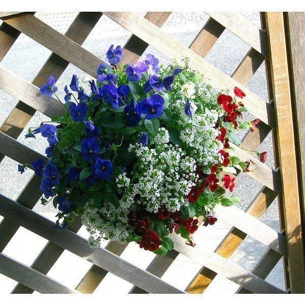 flower ビオラのハンギングバスケット寄せ植え「GALAXY〜ブルー