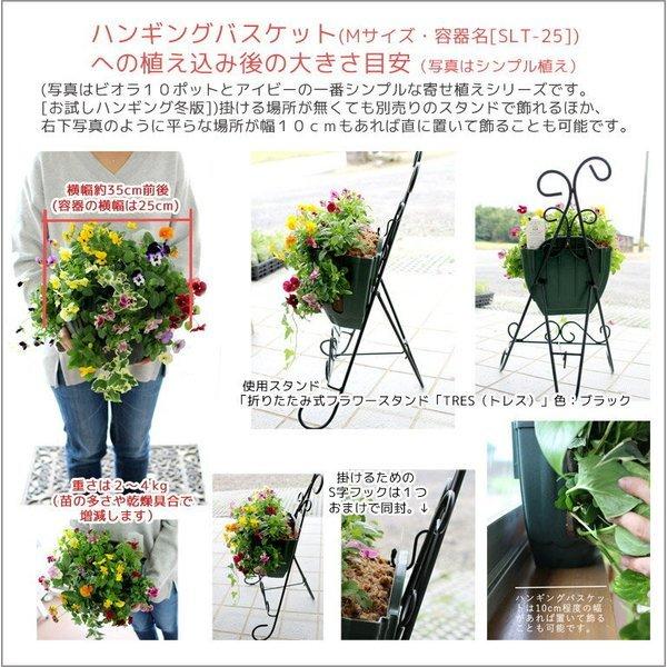 flower ビオラのハンギングバスケット寄せ植え「GALAXY〜ブルー