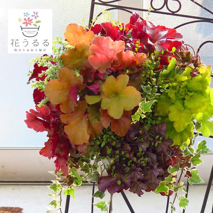 宿根草 コスパ抜群 花うるる ハンギング 寄せ植え[ヒューケラ MIX
