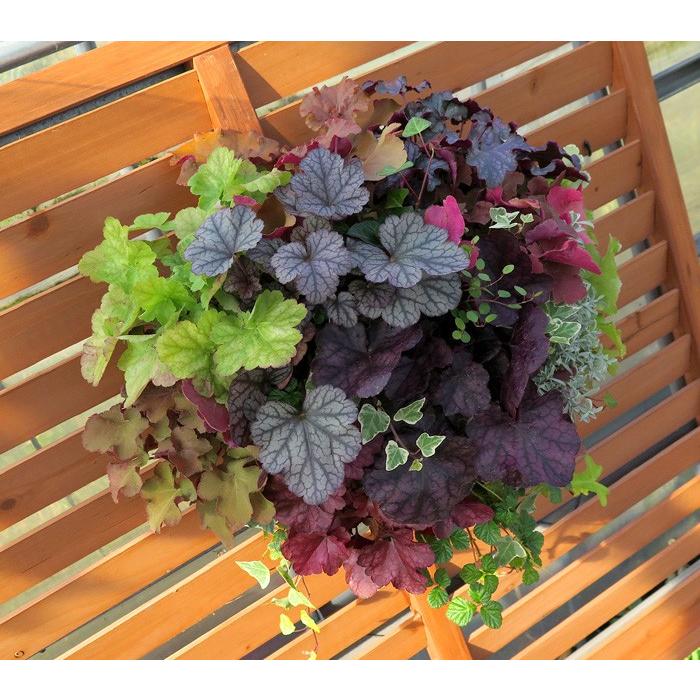 ｌサイズ ハンギングバスケット寄せ植えヒューケラmixプレミアム ヒューケラ 寄せ植え ハンキングバスケット 夏 秋 冬 年中 ギフト セット 誕生日 限定 新築祝い Hyukera14pre 花うるる ハンギング 寄せ植え通販 通販 Yahoo ショッピング