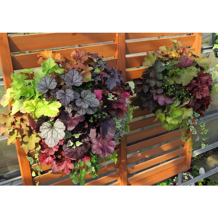 ｌサイズ ウォールバスケットの寄せ植え作品 ヒューケラmix プレミアム ヒューケラ ライム Hyukera14pre 花うるる ハンギング 寄せ植え通販 通販 Yahoo ショッピング