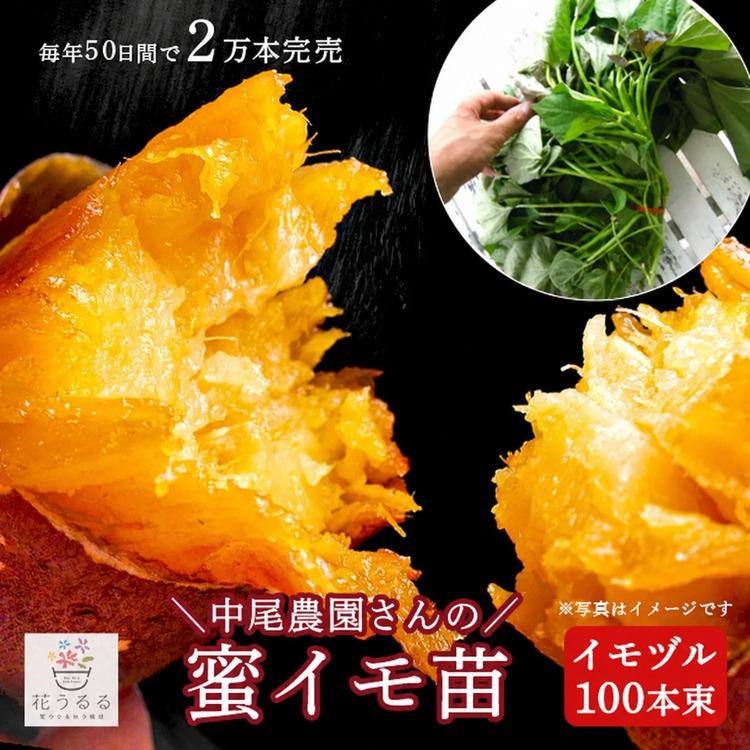 送料無料 サツマイモ 苗 販売『中尾農園さんの芋づる 100本セット（1