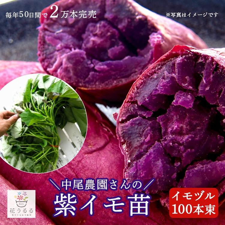 送料無料 サツマイモ 苗 販売『中尾農園さんの芋づる 100本セット（1