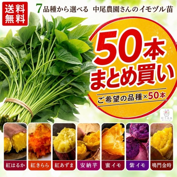 送料無料 サツマイモ 苗 販売『中尾農園さんの芋づる 50本セット（1