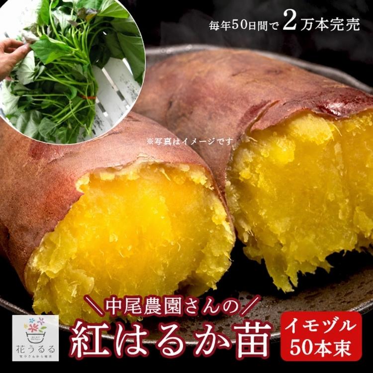 送料無料 サツマイモ 苗 販売『中尾農園さんの芋づる 50本セット（1