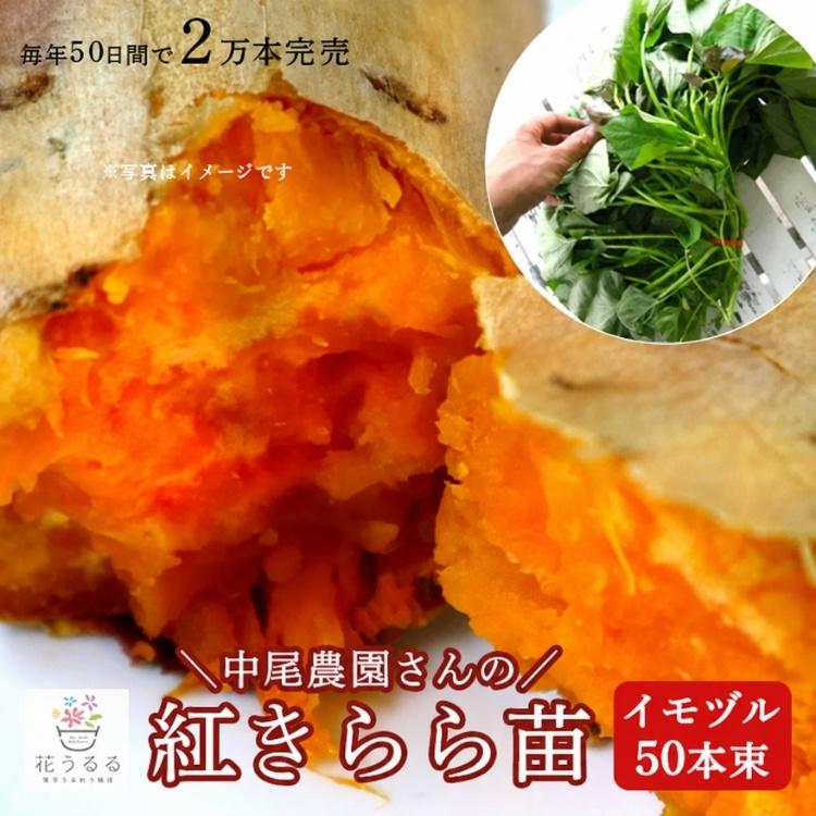 送料無料 サツマイモ 苗 販売『中尾農園さんの芋づる 50本セット（1