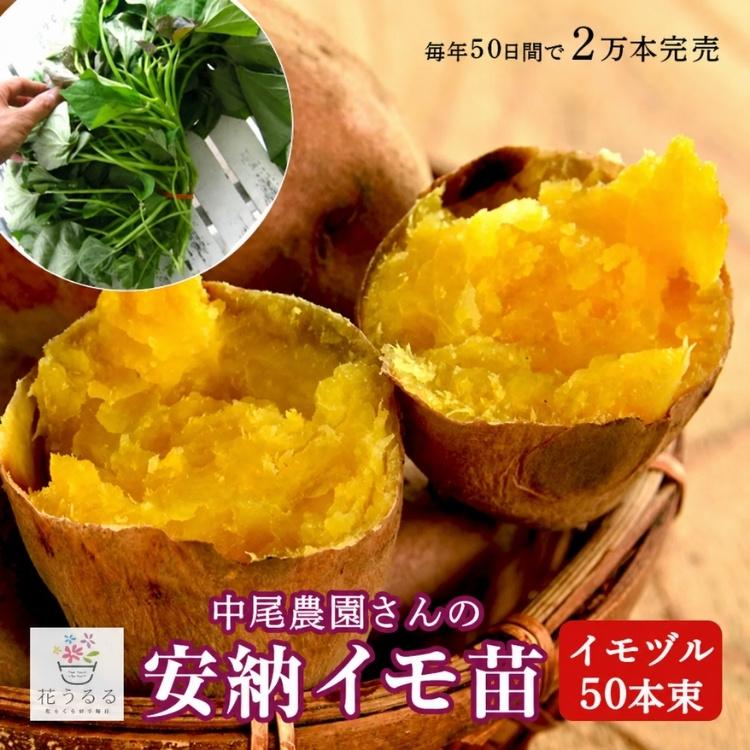 送料無料 サツマイモ 苗 販売『中尾農園さんの芋づる 50本セット（1