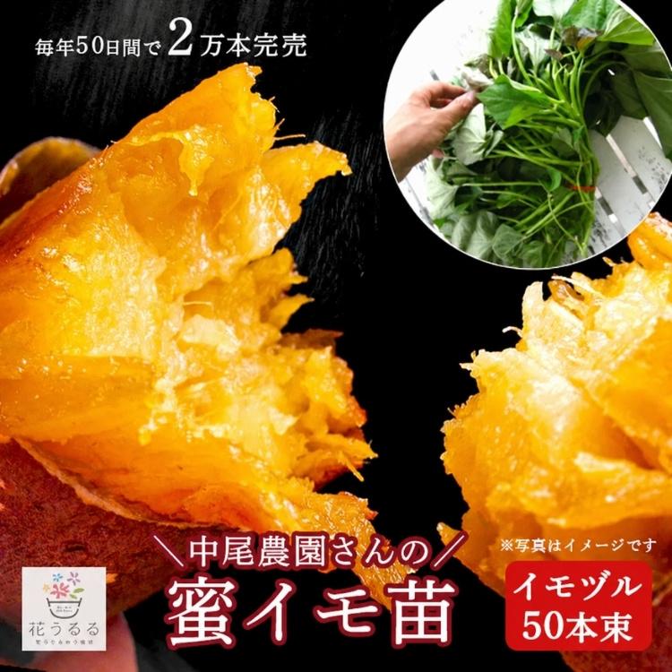 送料無料 サツマイモ 苗 販売『中尾農園さんの芋づる 50本セット（1