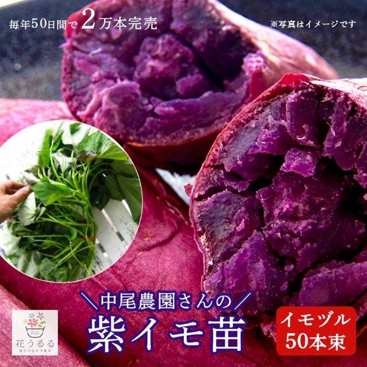 送料無料 サツマイモ 苗 販売『中尾農園さんの芋づる 50本セット（1