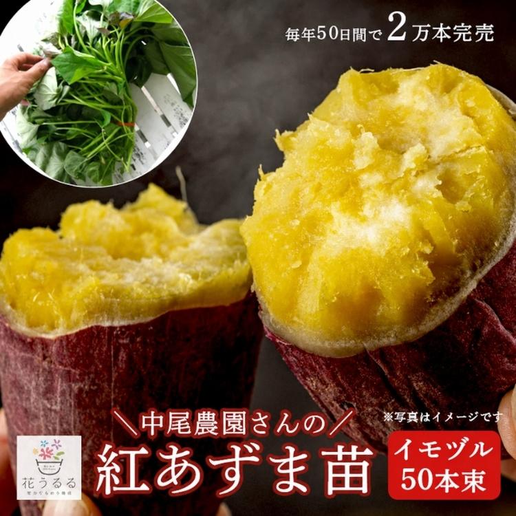 阪東農園はるか200本　あずま50本　パープル50 紫50 金100 即発 送料無料 サツマイモ 苗 販売『中尾農園さんの芋づる 50本セット（1