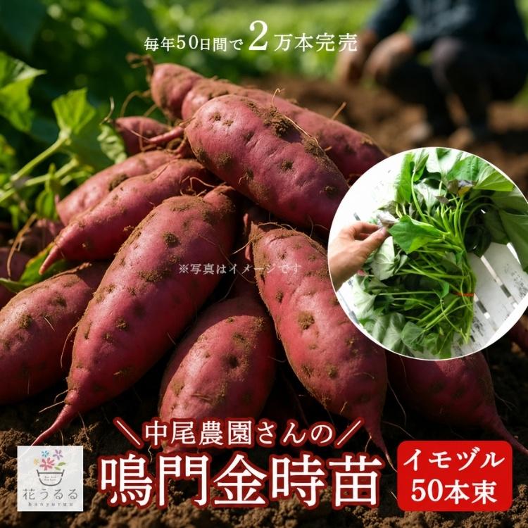 送料無料 サツマイモ 苗 販売『中尾農園さんの芋づる 50本セット（1
