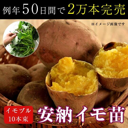 サツマイモ 苗 販売『中尾農園さんの安納芋 10本』＼たった2ヵ月で4万