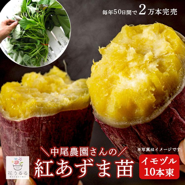 人気6種苗セット／サツマイモ 苗 販売『中尾農園さんの芋づる 6品種