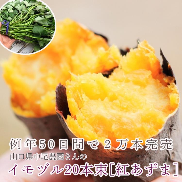 サツマイモ 苗 販売『中尾農園さんの紅あずま苗 10本』＼たった2ヵ月で