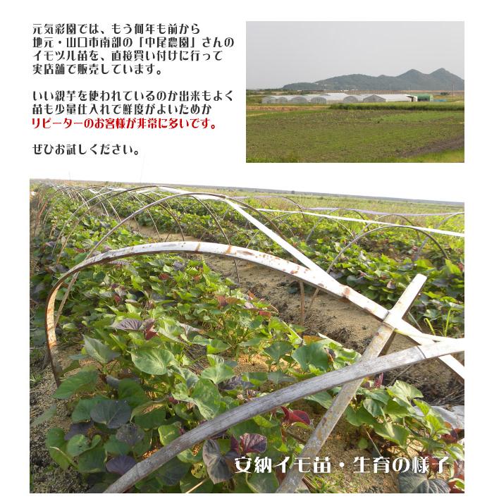 サツマイモ 苗 販売『中尾農園さんの紅はるか 10本』＼たった2ヵ月で4