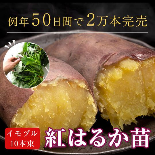 サツマイモ 苗 販売 紅はるか 苗 イモヅル 10本 メール便不可 ベニハルカ べにはるか 紅ハルカ サツマイモ さつまいも 芋づる イモズル Imoduru Beniharuka 花うるる ハンギング 寄せ植え通販 通販 Yahoo ショッピング