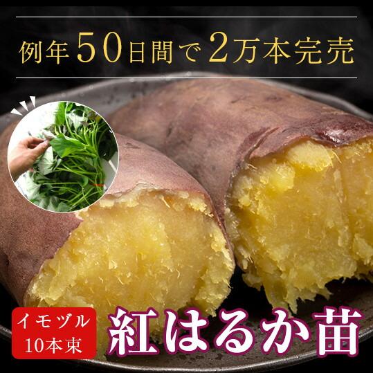 サツマイモ 苗 販売『中尾農園さんの紅はるか 10本』＼たった2ヵ月で4