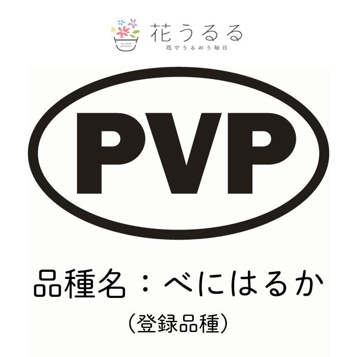 サツマイモ 苗 販売『中尾農園さんの紅はるか 10本』＼たった2ヵ月で4
