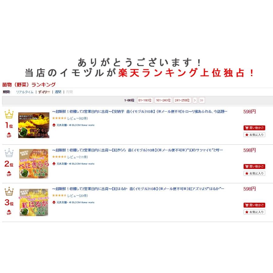 サツマイモ 苗 販売紅きらら 苗 イモヅル 10本 幻のサツマイモ と呼ばれる希少品種 ベニキララ べにきらら 紅キララ 苗 イモヅル 芋づる イモズル Imoduru Benikirara 花うるる ハンギング 寄せ植え通販 通販 Yahoo ショッピング