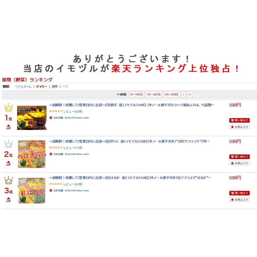 サツマイモ 苗 販売『中尾農園さんの鳴門金時 10本』＼たった2ヵ月で4