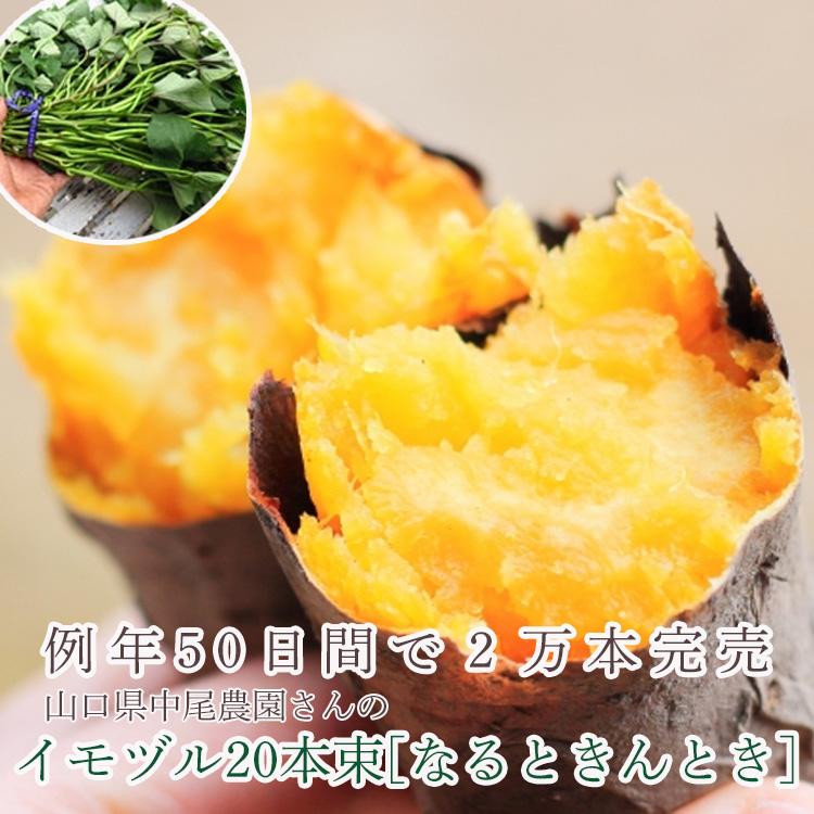 サツマイモ 苗 販売『中尾農園さんの鳴門金時 10本』＼たった2ヵ月で4