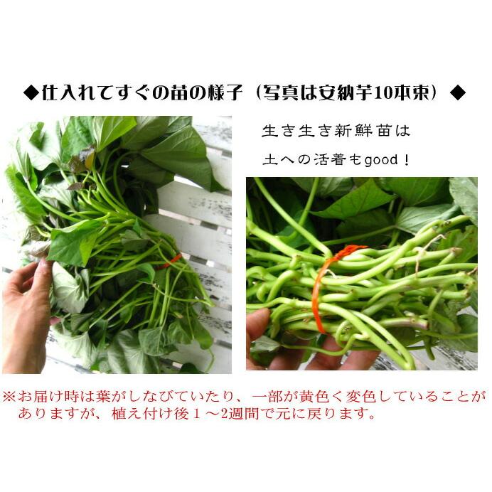 今期最終 7/18金入荷分／サツマイモ苗 芋づる イモヅル 中尾農園