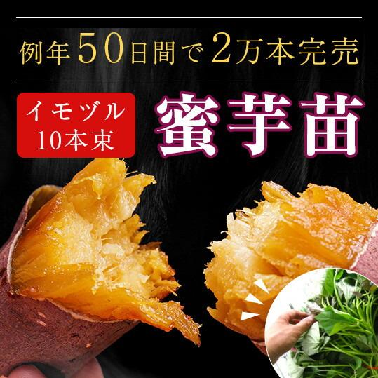 サツマイモ 苗 販売『中尾農園さんの蜜芋(ミツイモ)苗 10本』＼たった2