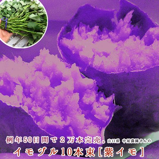 サツマイモ 苗 販売『中尾農園さんの紫イモ 10本』＼たった2ヵ月で4万