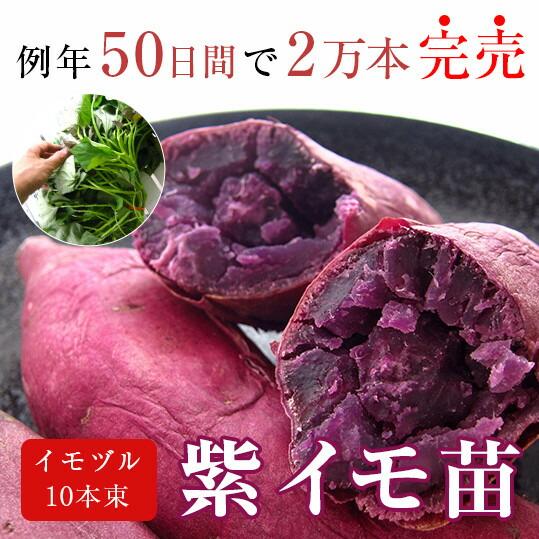 サツマイモ 苗 販売『中尾農園さんの紫イモ 10本』＼たった2ヵ月で4万