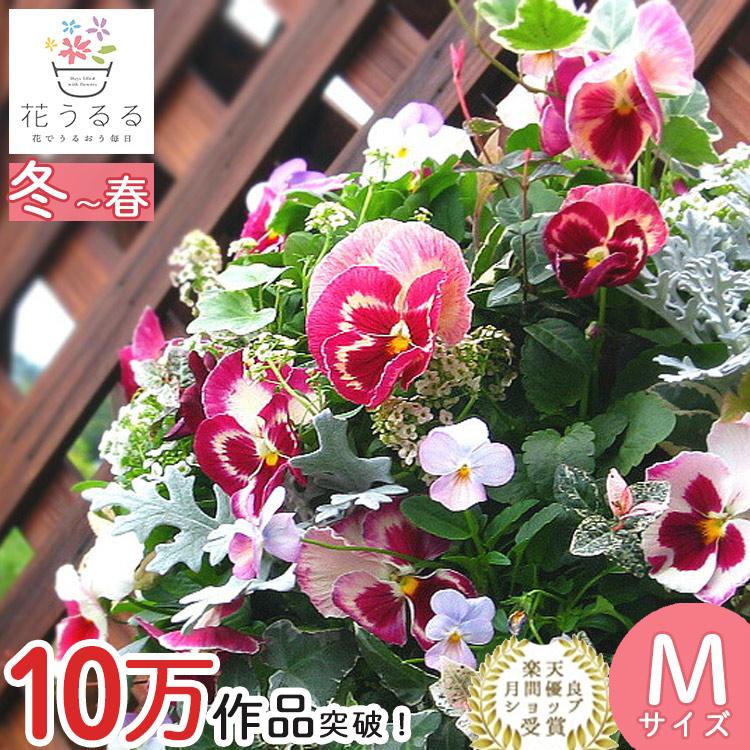パンジー＆ビオラのハンギングバスケット 寄せ植え [いちごDX] Mサイズ