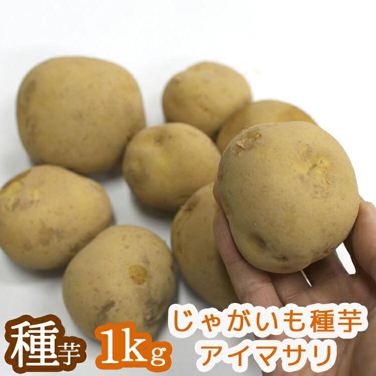 幻のじゃがいも種 じゃがいも 種芋 種イモ 長崎県産 レア品種 アイマサリ 1kg 検査合格済 苗 種 ばれいしょ ジャガイモ 家庭菜園 苗 春植え 春植え Jaga Aimasari 花うるる ハンギング 寄せ植え通販 通販 Yahoo ショッピング