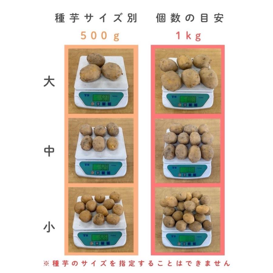 今期品薄 ＼マツコの知らない世界で特集／夏植え じゃがいも 種イモ
